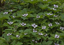 Cornus canadensis